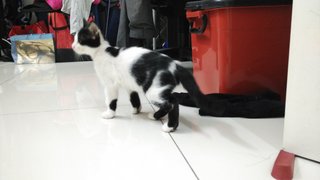Moo Moo (Jb/kl/pj) - Domestic Short Hair Cat