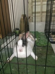 Omot - Bunny Rabbit Rabbit