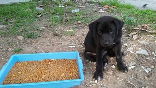 Male Puppies - Mixed Breed Dog