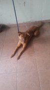 Tasha  - Mixed Breed Dog