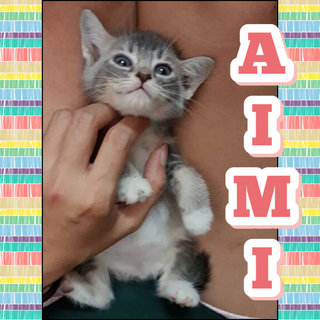 Aimi, lighter grey (adopted)