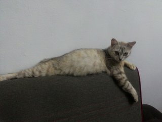 Chemai - Persian Cat