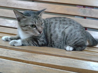 Nice little tabby needs a home