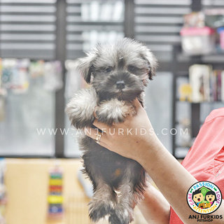Quality Mini Schnauzer Pup1pies - Schnauzer Dog