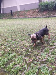 I Was Found In Taman Desa, Am I Yours? - Terrier Dog