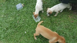 3 Puppies For Adoption At Subang Jaya  - Mixed Breed Dog