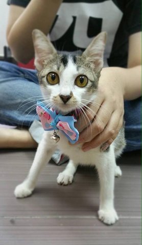 Yakult - Domestic Short Hair Cat