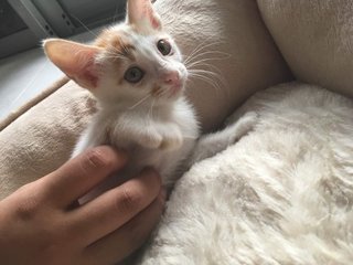 Ebbi - Ragamuffin + Domestic Medium Hair Cat