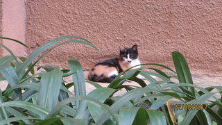 Ms Black New Kittens - Calico + American Shorthair Cat