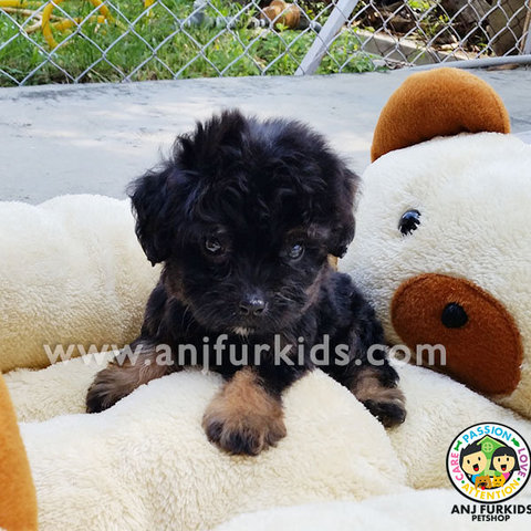 Adorable Tiny Female Shih Tzu Mix Poodle - Shih Tzu + Poodle Dog