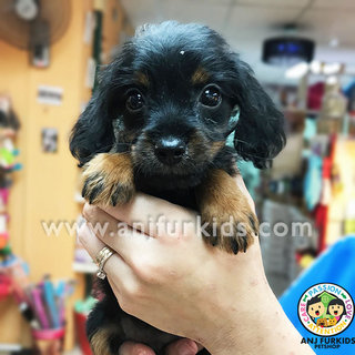 Adorable Dachshund Mix Poodle1 Puppies  - Dachshund + Poodle Dog