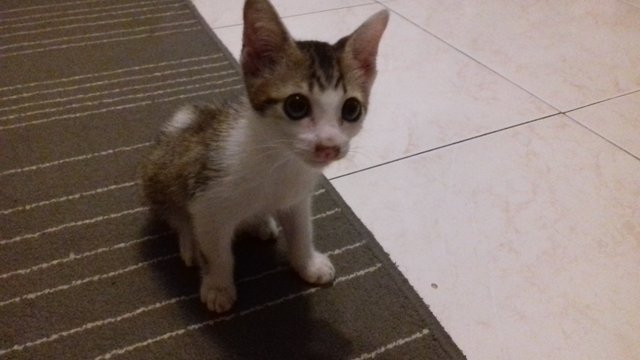 Baby - Oriental Short Hair Cat