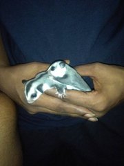 Sugar Glider - Sugar Glider Small & Furry