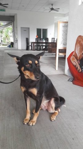 Lily The Female Dog For Adoption - Miniature Pinscher Mix Dog