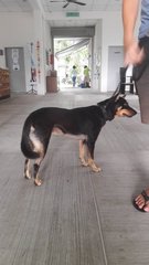 Lily The Female Dog For Adoption - Miniature Pinscher Mix Dog