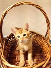 A basketful of cute!