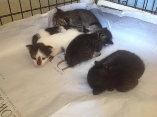Free Vaccine 🌟 2 Kittens - Domestic Short Hair Cat