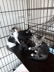 Free Vaccine 🌟 2 Kittens - Domestic Short Hair Cat