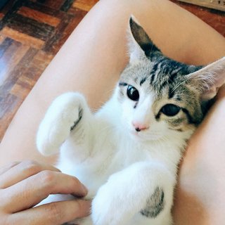 Tabby Kitten - Tabby Cat