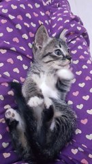 Sweetie  - American Shorthair Cat