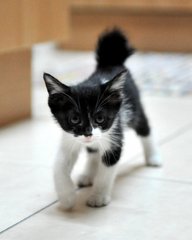 Hoshi - Domestic Short Hair Cat