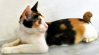 Lily - Calico Cat