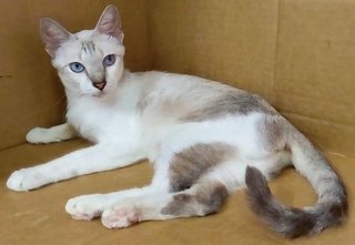 Bluey - Siamese Cat