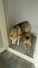 Urgent Adoption Girl Girl - Mixed Breed Dog