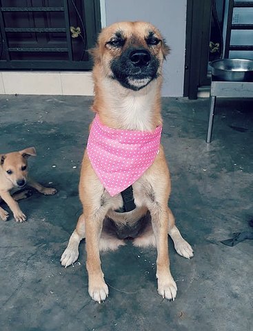 Urgent Adoption Girl Girl - Mixed Breed Dog