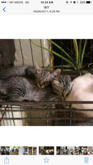 Silver Tabby Kitties For Adoption - Domestic Short Hair Cat