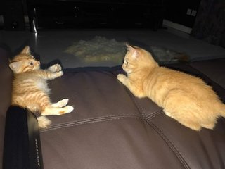 Fiya And Mika  - Tabby Cat