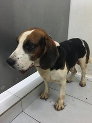 肥仔 Buikia - Beagle Dog