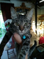 PF84816 - Domestic Short Hair Cat