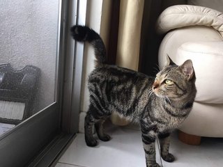 Churro - British Shorthair + Tabby Cat