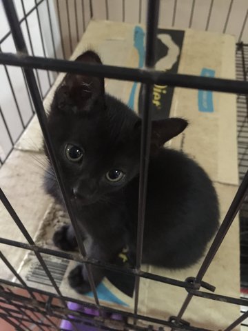 Black Kittens - Domestic Short Hair Cat