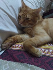 Sunrise - Tabby + Domestic Long Hair Cat