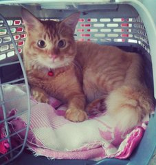 Sunrise - Tabby + Domestic Long Hair Cat