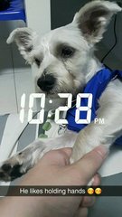 Spikey - Shih Tzu + Schnauzer Dog