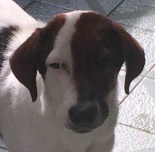 Oreo - Mixed Breed Dog