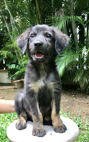 Ron Weasley &amp; Harry Potter  - German Shepherd Dog Mix Dog