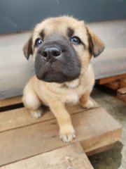 G.o.t Puppies For Adoption  - Mixed Breed Dog