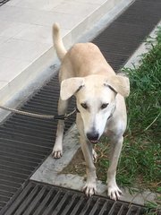 Found On Bukit Travers - Mixed Breed Dog