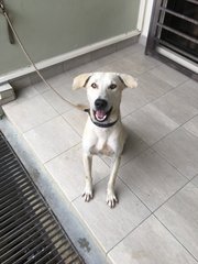 Found On Bukit Travers - Mixed Breed Dog