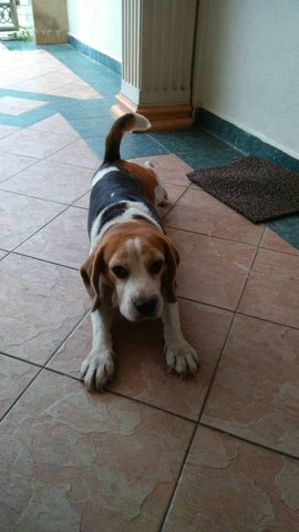 Lost Beagle - Beagle Dog
