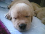 Golden Retriever Puppies For Sale!! - Golden Retriever Dog