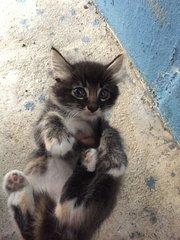 Medium Hair Roly Poly - Domestic Medium Hair Cat