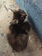 Medium Hair Roly Poly - Domestic Medium Hair Cat