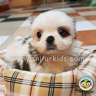 Quality Gold Whi1te Female Shih Tzu Puppy - Shih Tzu Dog