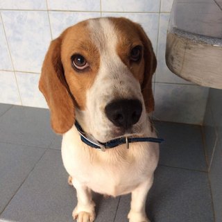 Hari - Beagle Dog