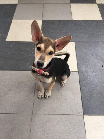 Baby (Big Ear Small Size Puppy) - Mixed Breed Dog